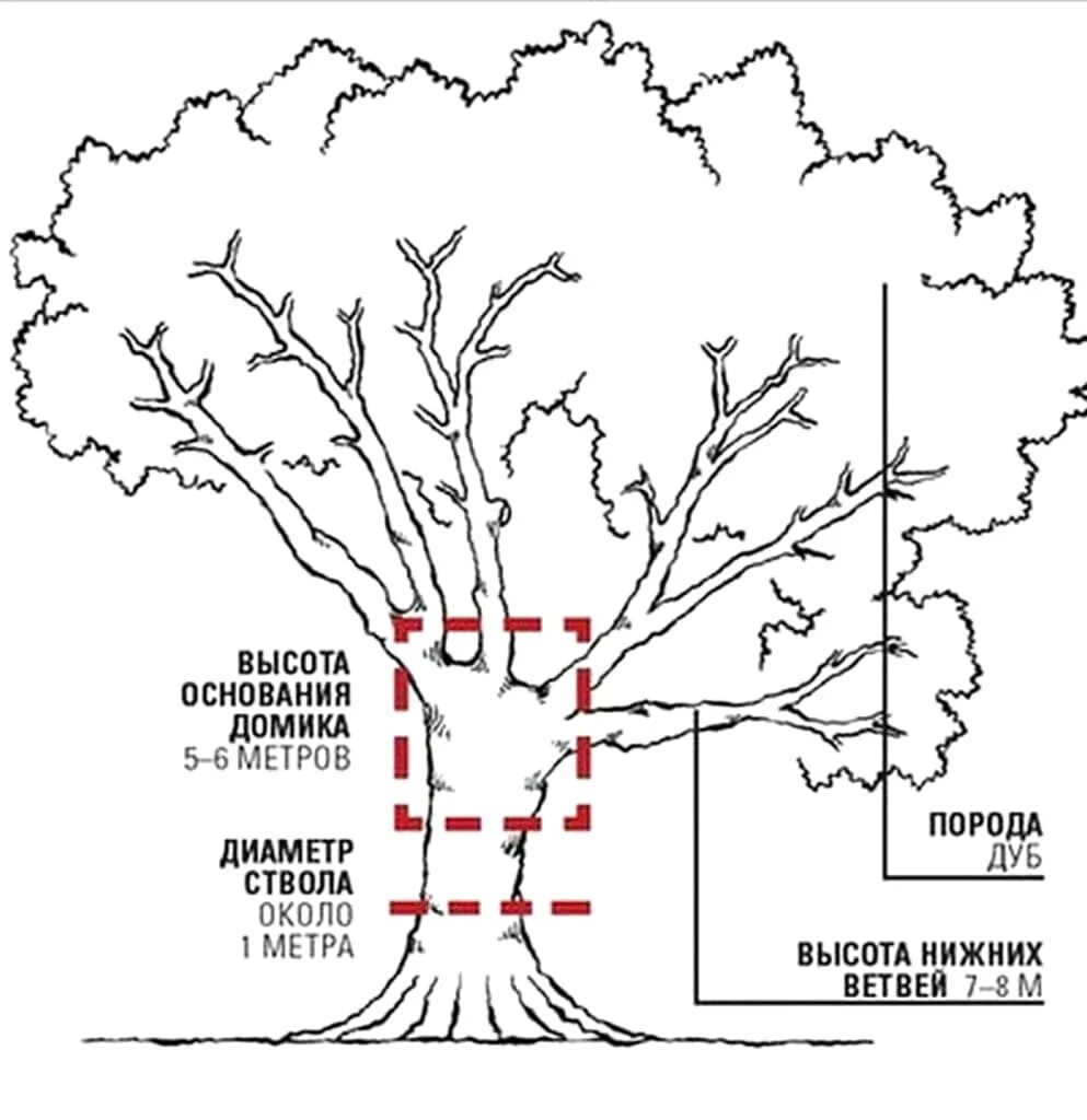 Ствола на высоте 1 3. Схема размещения деревьев. Дерево схема. Диаметр ствола дуба. Дуб Возраст дерева по диаметру ствола.