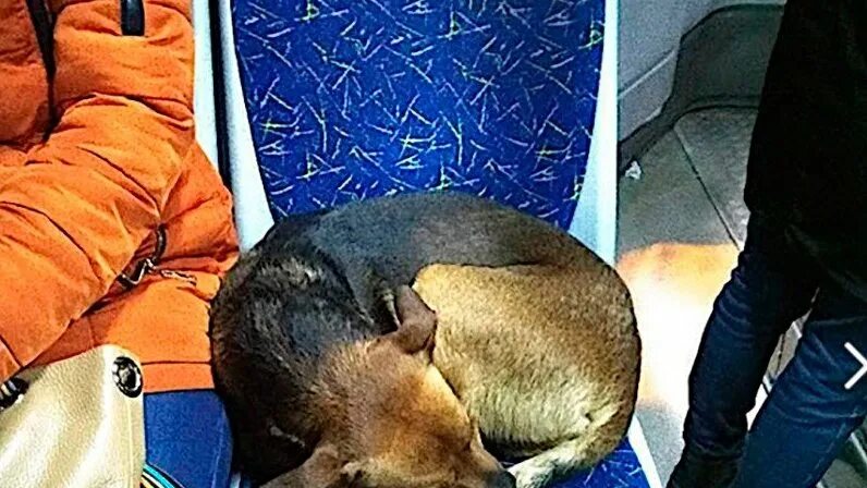 Платить за собаку в автобусе. Собака в общественном транспорте. собака в автобусе. собака транспорт. щенок в автобусе.