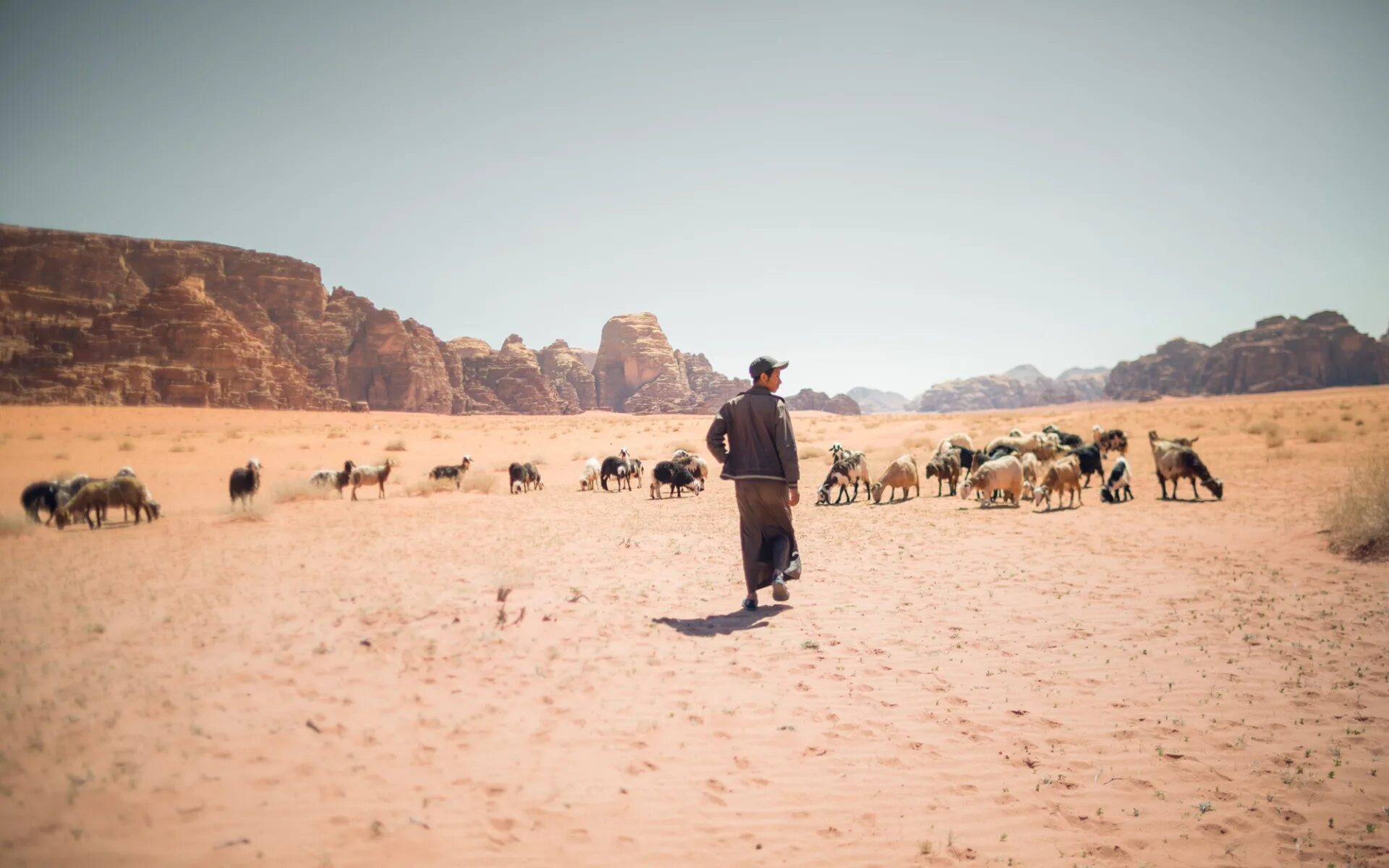 Занятия людей в пустыне. Пастух в пустыне. Занятия людей пустыни. Стада пустыня. Овцы в пустыне.