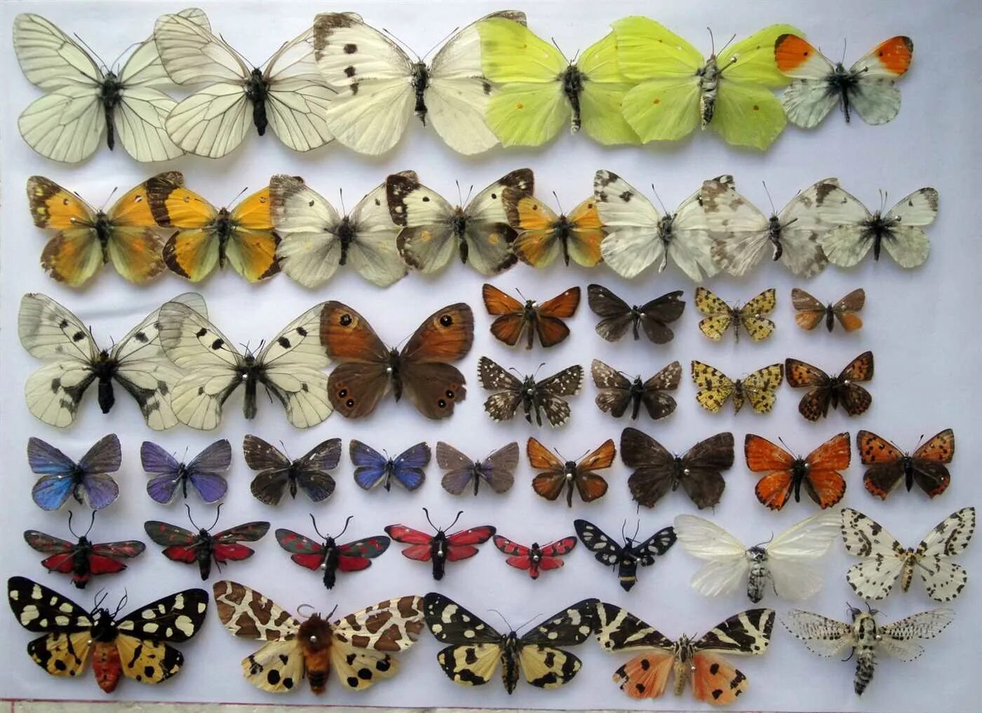 Разнообразие бабочек. Коллекция энтомологическая "семейство бабочек". Ипатьевский монастырь коллекция бабочек Кострома. Коллекция бабочек в Ипатьевском монастыре. Энтомологическая коллекция бабочек.