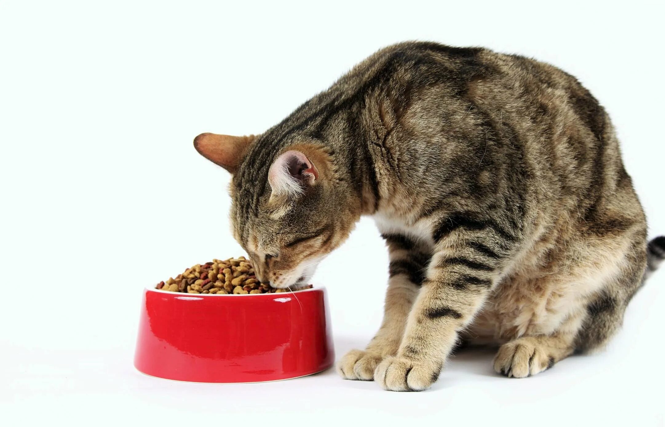 Кошка плохо ест корм. Кошка кушает. Миска для кошек. Корм для кошек. Котик кушает.
