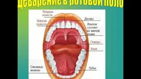 Сок рот