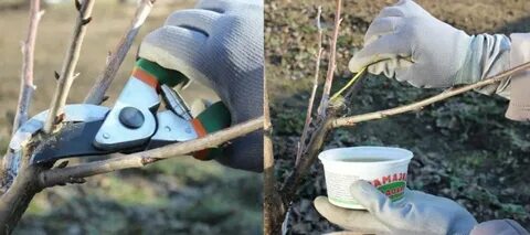 Обрезка плодовых деревьев чем замазать