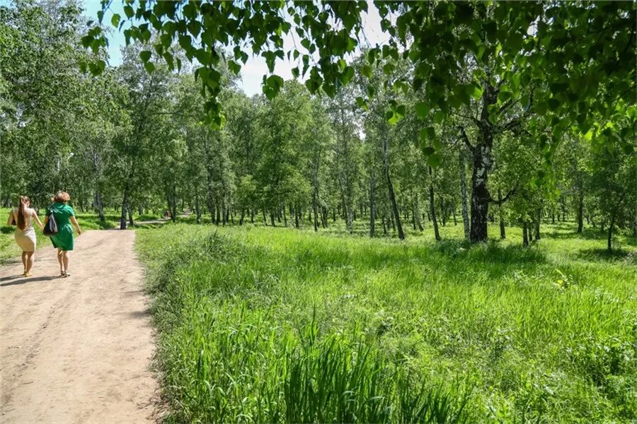 Роща академгородок красноярск. Тц зеленая роща красноярск. Березовая роща омск. Зеленая роща красноярск. Роща торговый центр красноярск.