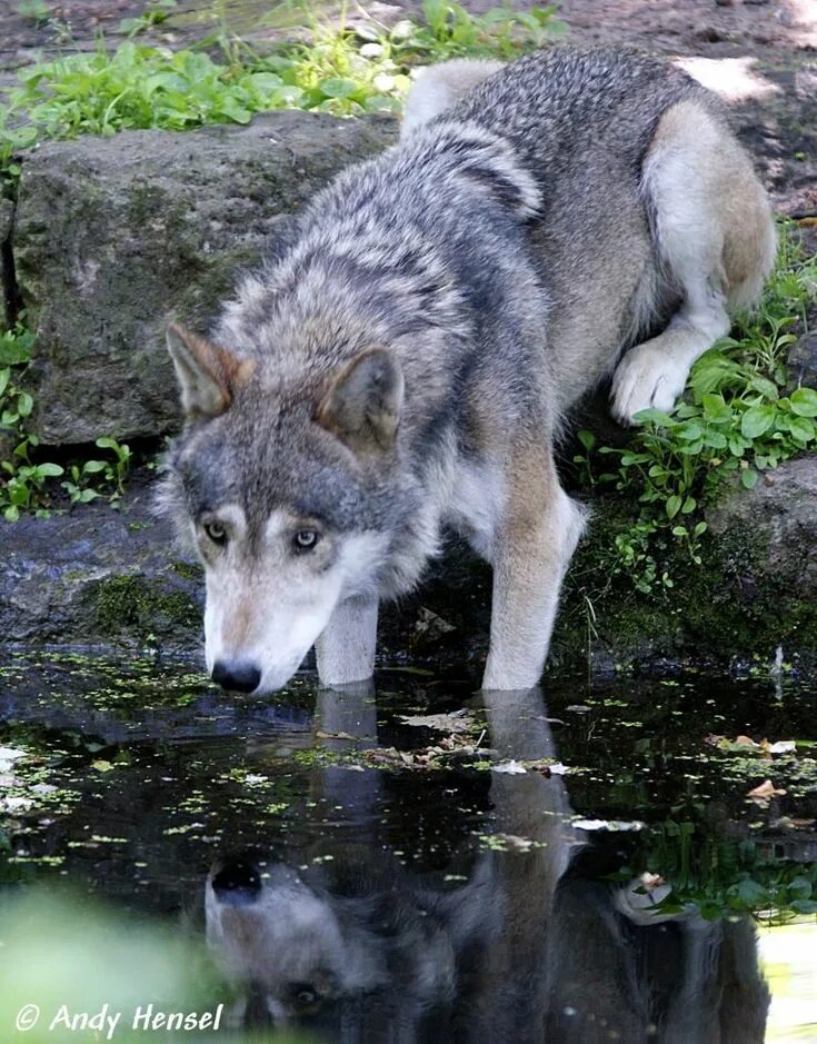 Где волк танцует. Домашние волки. Танцующие волки. Пляшущий с волками. Домашний серый волк.
