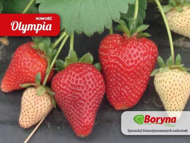 Клубника олимпия описание сорта. Олимпия клубника как выглядит листья. Олимпия клубника как выглядит листья. Клубника олимпия описание сорта. Земляника сорт олимпия.