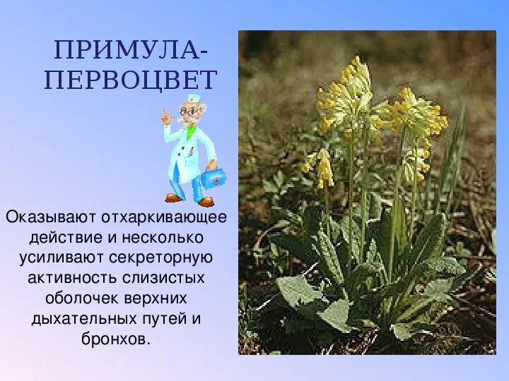 Лекарственное растение обладающее отхаркивающим действием. Растения отхаркивающего действия. отхаркивающим действием обладают растения. осторожно первоцвет. доклад о первоцветах 2 класс окружающий мир.