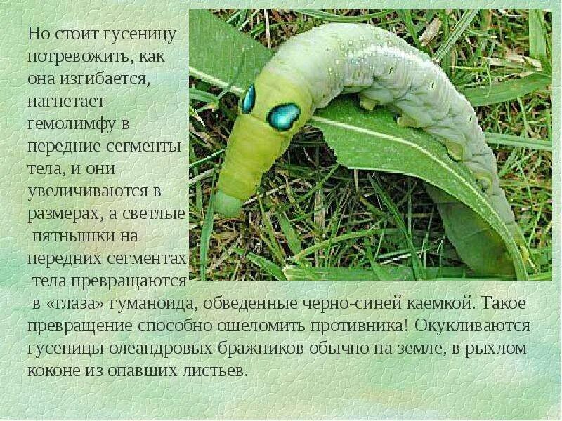 Функции гемолимфы