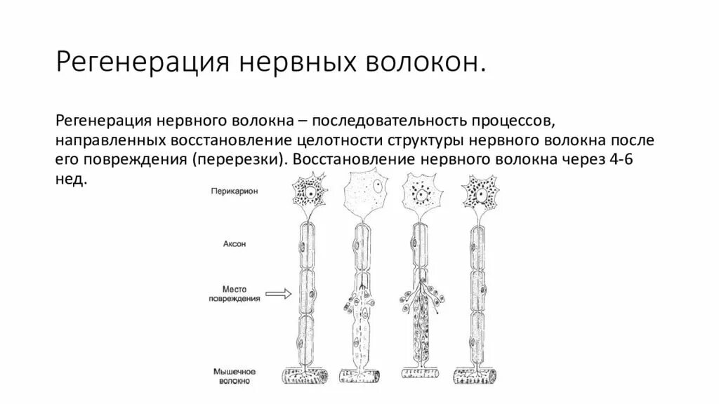 Регенерация тканей после повреждения. Регенерация тканей после повреждения