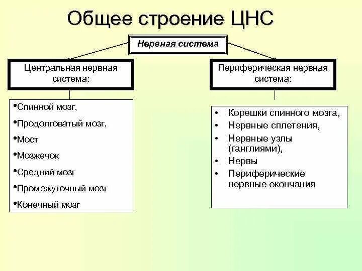 Структура нс