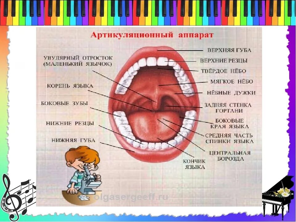 Маленький язычок у человека. Воспаление маленького язычка.