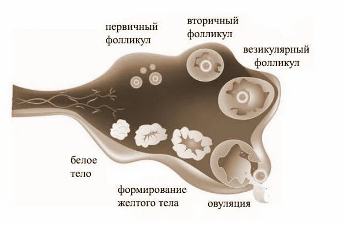 Диаметр фолликула при овуляции. Размер фолликула по дням. Фолликулы по дням. Рост фолликула овуляция. Фолликулы 6 мм