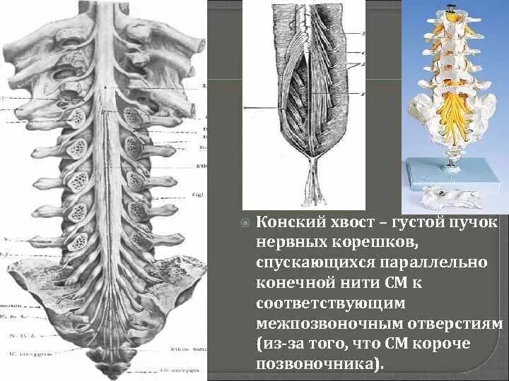 Корешки поясницы. Конский хвост образован корешками спинномозговых нервов. Спинной мозг строение конский хвост. Нити конского хвоста позвоночника анатомия. Мозговой конус терминальная нить конский хвост.