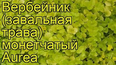 Вербейник монетчатый семена