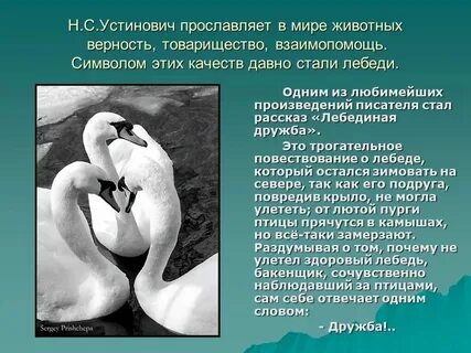 Текст лебеди впр