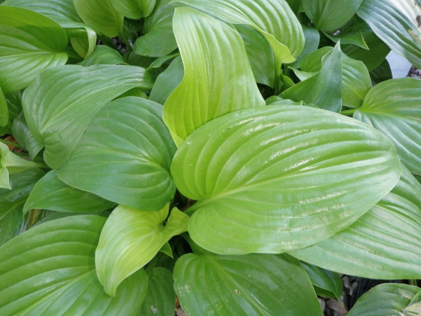 Как выглядит хоста. Хоста грандифлора. grandiflora хоста. хоста hosta grandiflora. хоста подорожная.