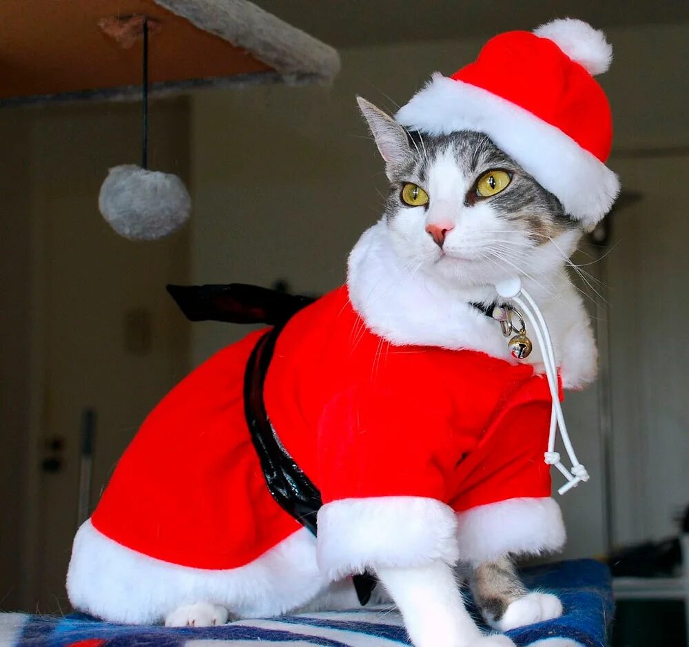 Кот празднует новый год. Новогодний костюм для кота. кот в костюме. кот в костюме детмороза. кот в костюме деда мороза.