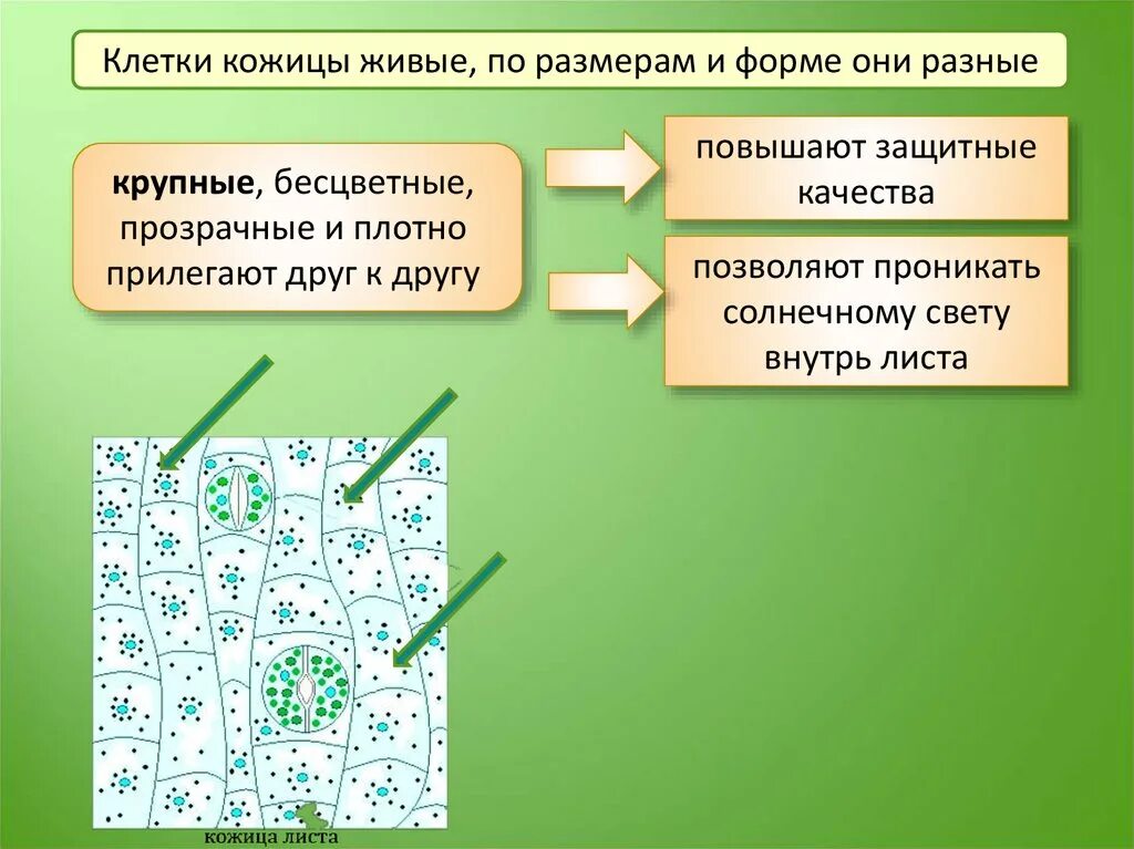 Клетки кожицы листа. Строение кожицы листа. Клетки кожицы листа прозрачны и бесцветны. Бесцветные клетки кожицы листа.