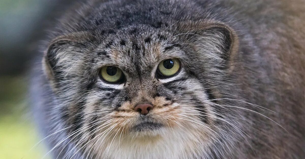 Манул кошачий. Манул кошачий