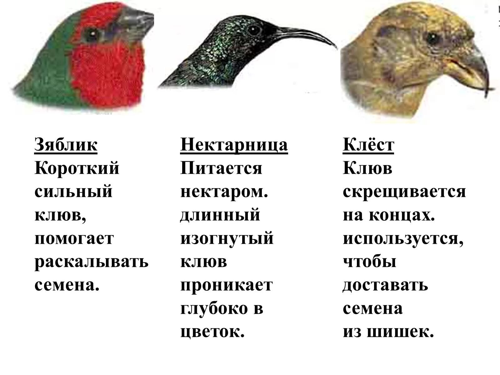 Дубонос обыкновенный птица. Клюв дубоноса приспособительные черты. Клюв дубоноса приспособительные черты. Клюв дубоноса приспособительные черты. Желтый дубонос.