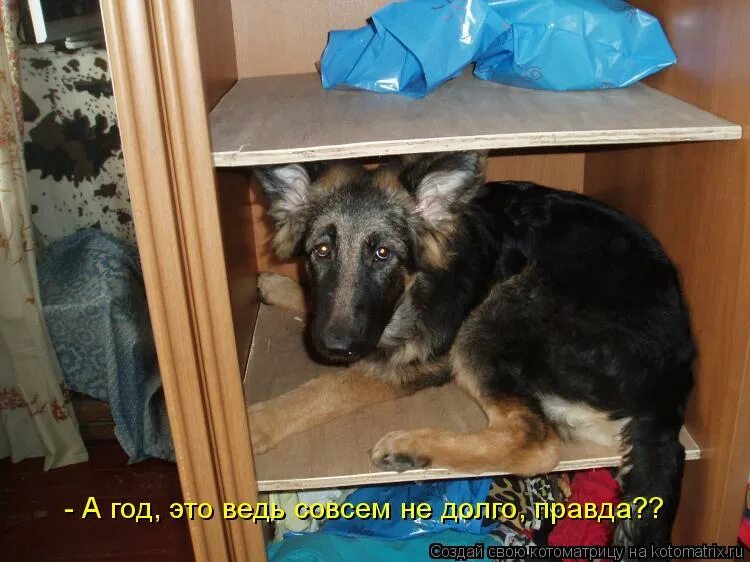 Совсем совсем. Смешные шутки про обезьян. Ну я же тебя люблю. Я молодая просто уже очень долго. Совсем долго.