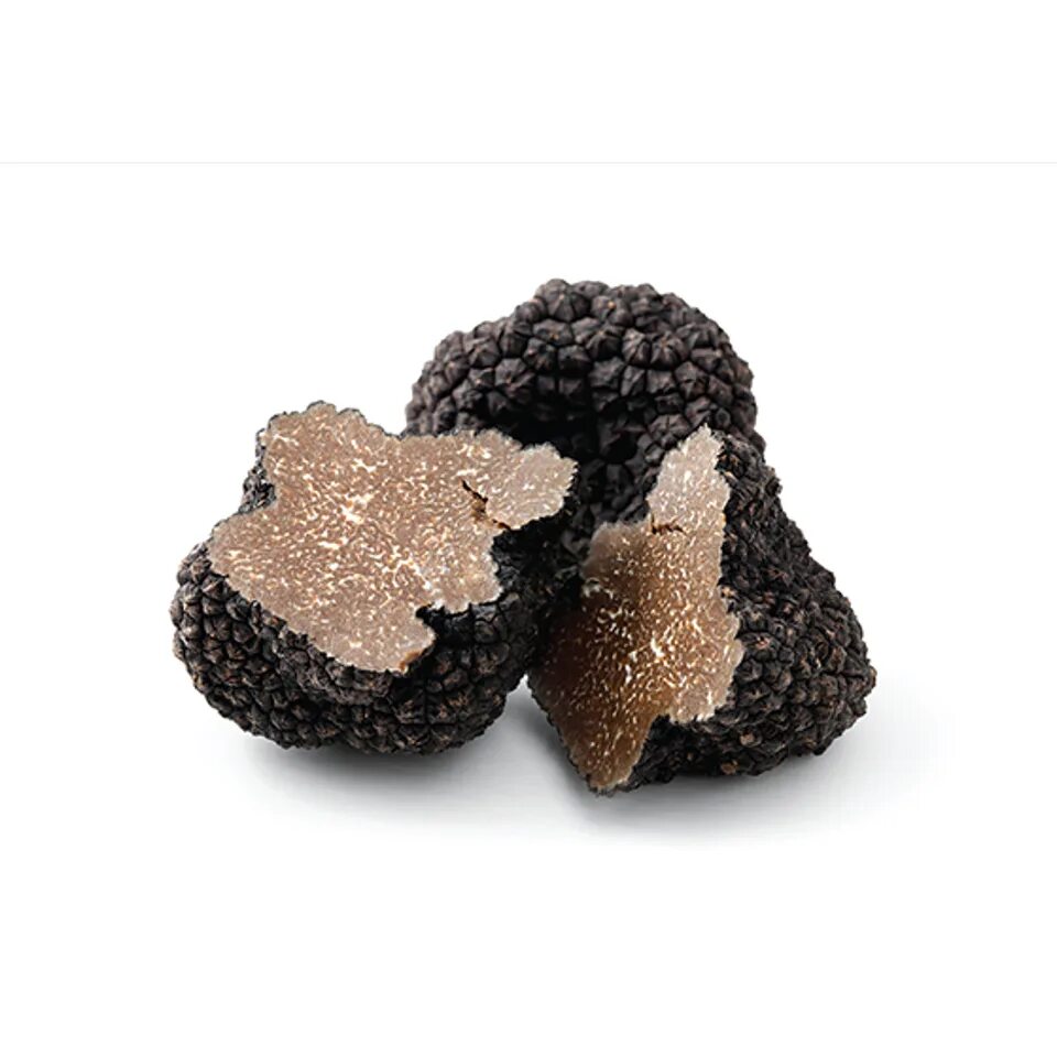 Пестрый трюфель. Трюфель (грибы). Трюфель червь террария. Гриб трюфель на белом фоне. Механический червь террария.