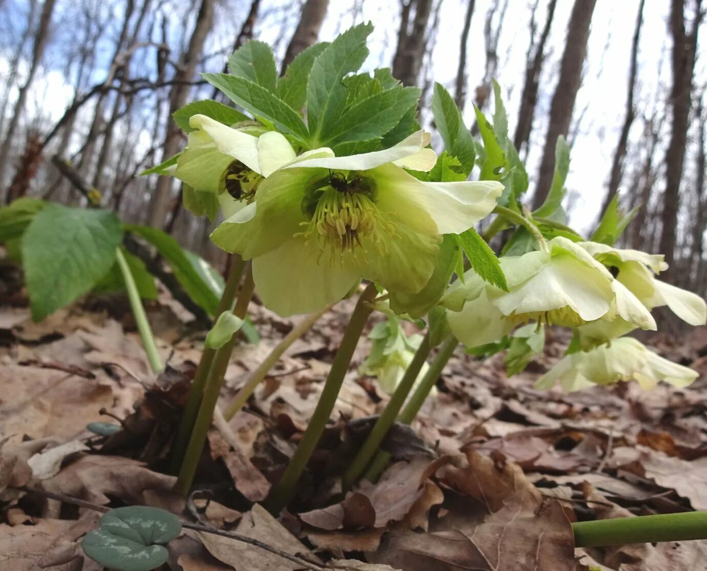 Зимовник кавказский. Морозник кавказский. Зимовник отзывы. Морозник (helleborus) кавказский. Первоцвет морозник кавказский.