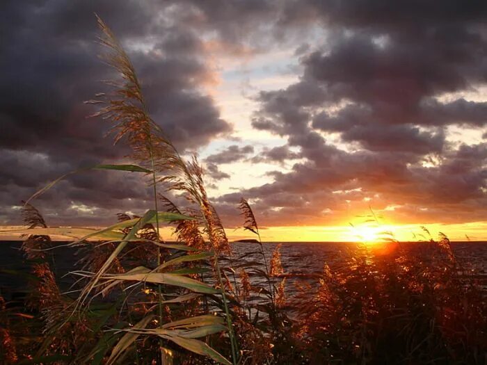 солнечный цветок. горячее солнце с тоской искало ветра. горячее солнце с тоской искало ветра. рассвет души. рассвет.