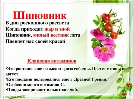 Шиповник единицы измерения
