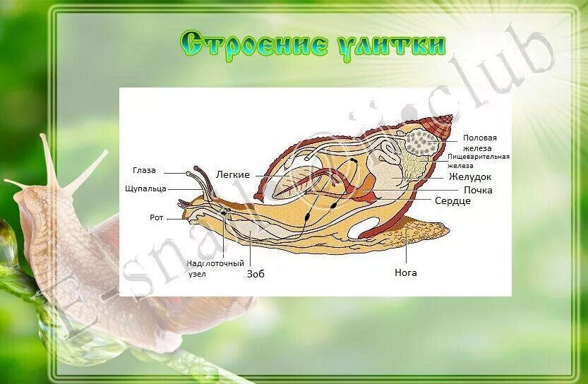 Улитка егэ. Внутреннее строение улитки ахатины. Строение улитки ахатины. Строение виноградной улитки. Строение тела улитки ахатины.