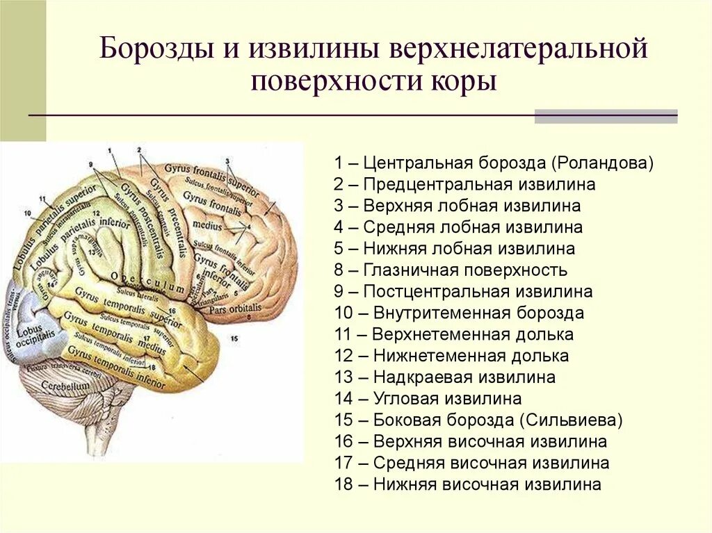 Борозды доли извилины коры головного мозга. Латеральная борозда конечного мозга. Строение головного мозга доли борозды извилины. Борозды и извилины ВЕРХНЕЛАТЕРАЛЬНОЙ поверхности.