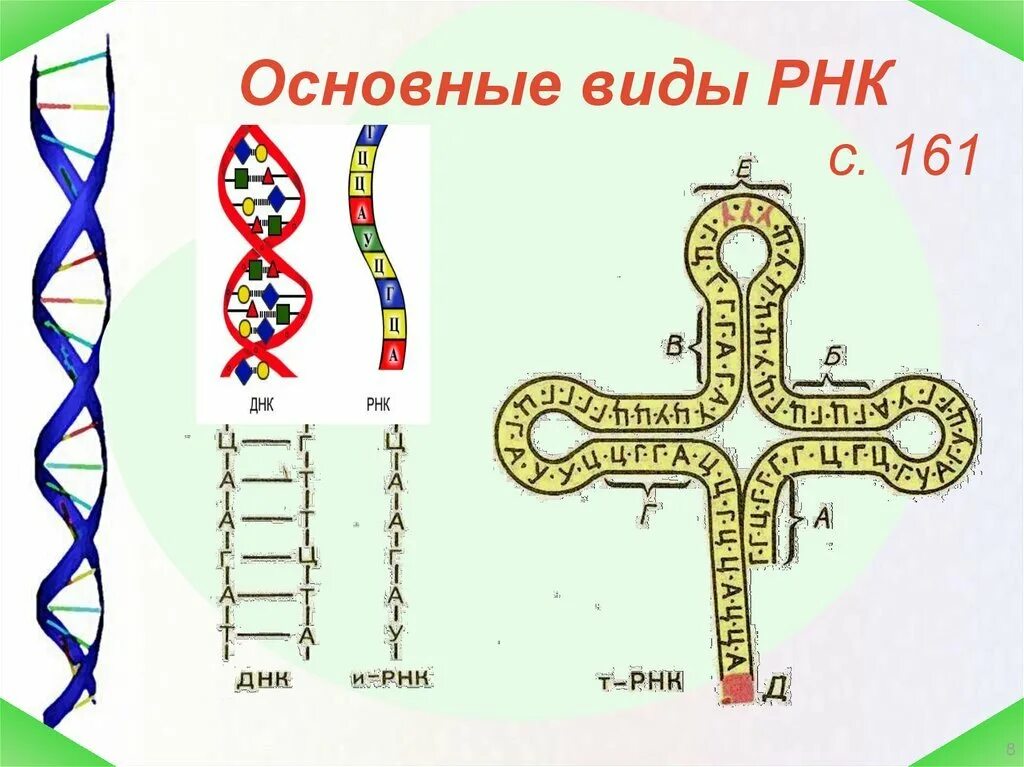 Рисунок рнк. Виды РНК.