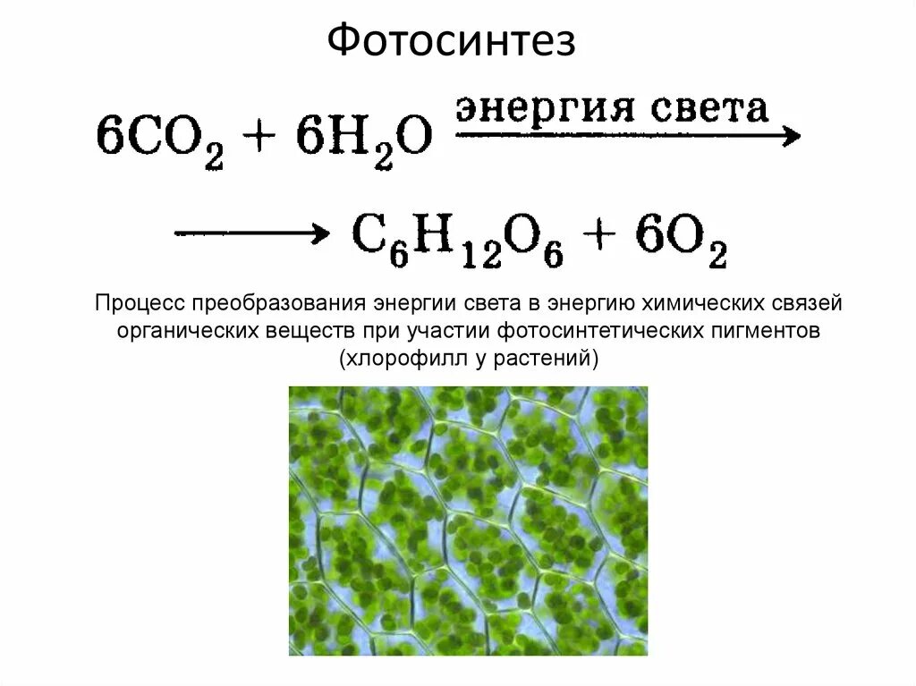 Co2 h2o фотосинтез. Суммарная реакция фотосинтеза формула. Уравнение реакции фотосинтеза химия. Уравнение фотосинтеза с АТФ. Общая формула фотосинтеза биология.