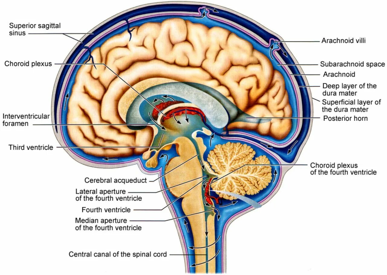 Что такое ликвор в головном мозге. Ликвор в головном мозге. cerebral spinal fluid. ликвора в субарахноидальном пространстве. движение ликвора в головном мозге.