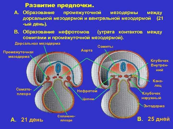 Сомиты дорсальной мезодермы. Производные мезодермы сомитов. Дорсальная мезодерма и образование сомитов. Мезодерма нефрогонотома сомиты и.