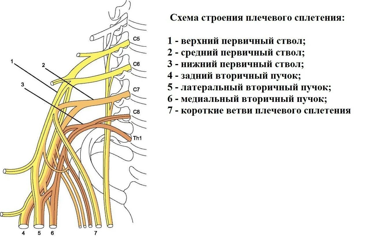 Атрофия латынь. Спинномозговые нервы плечевое сплетение. Нервы плечевого сплетения анатомия. Нервы Пучков плечевого сплетения. Пучки плечевого сплетения схема.