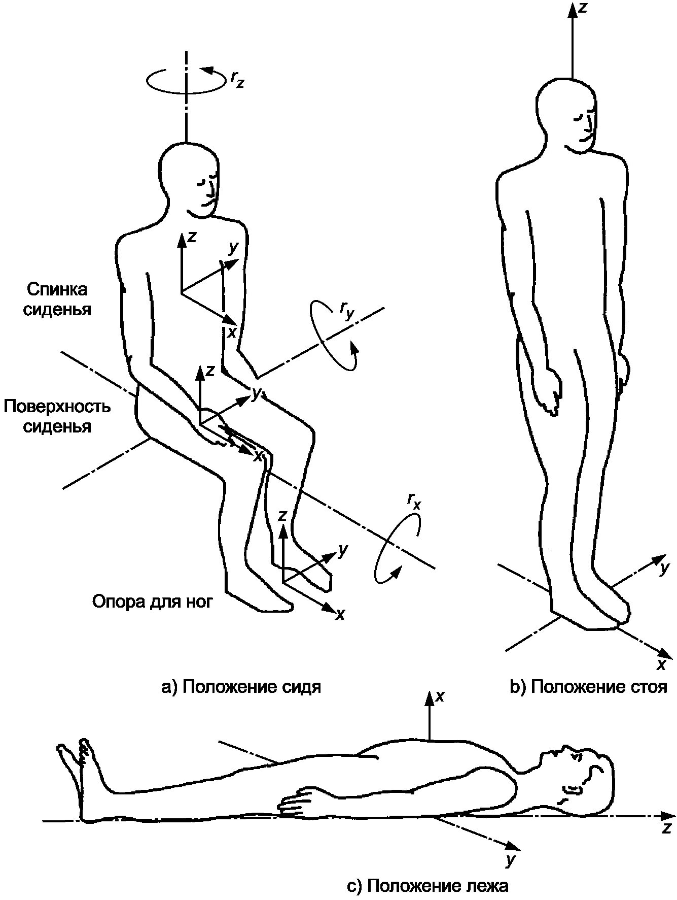 Вертикальное положение тела. Положение тела человека. Положение сидя. Положение тела стоящего. Человек в лежачем положении.