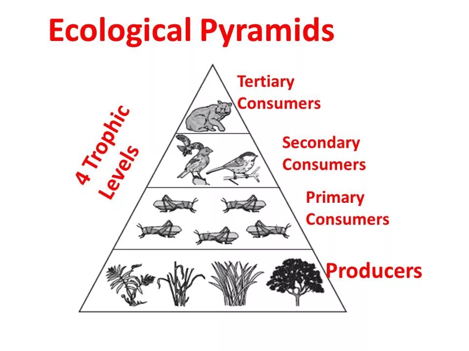 Экологическая пирамида рисунок. Экологическая пирамида. Схема экологической пирамиды. Экологическая пирамида Элтона. Экологическая пирамида леса.