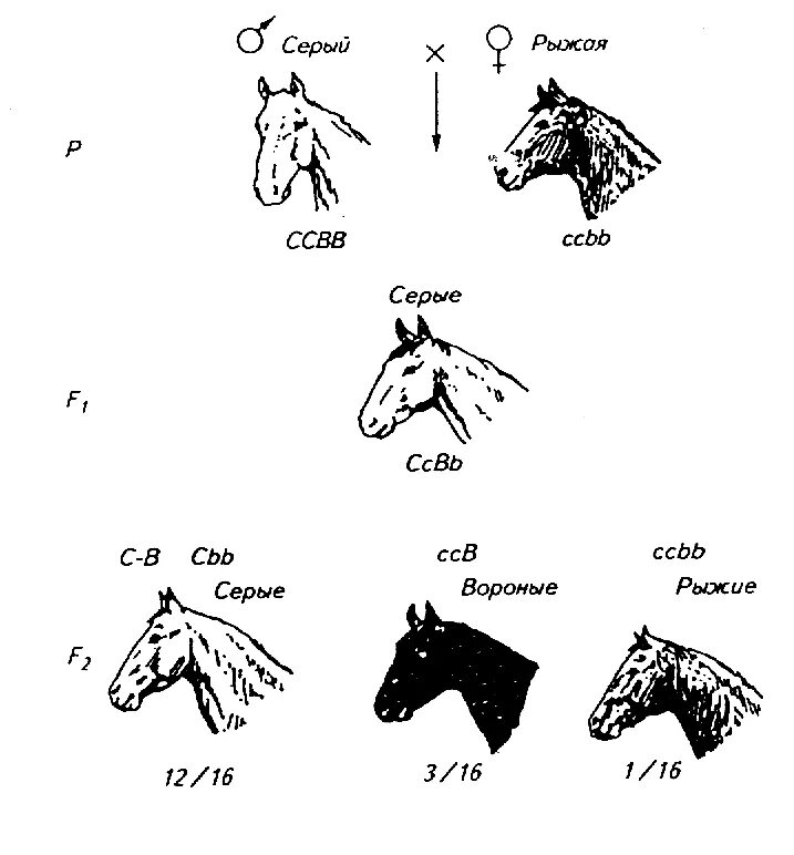 Генотипы лошадей. Наследование масти у лошадей. Наследование окраски (масти) у лошадей. Наследование масти лошадей доминантный эпистаз. Доминантный эпистаз у лошадей.