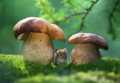 Грибы мыши