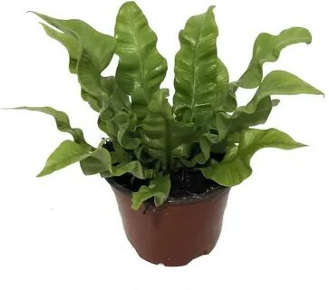 Plant wave