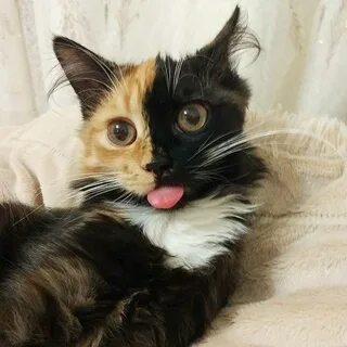 Двуликая кошка