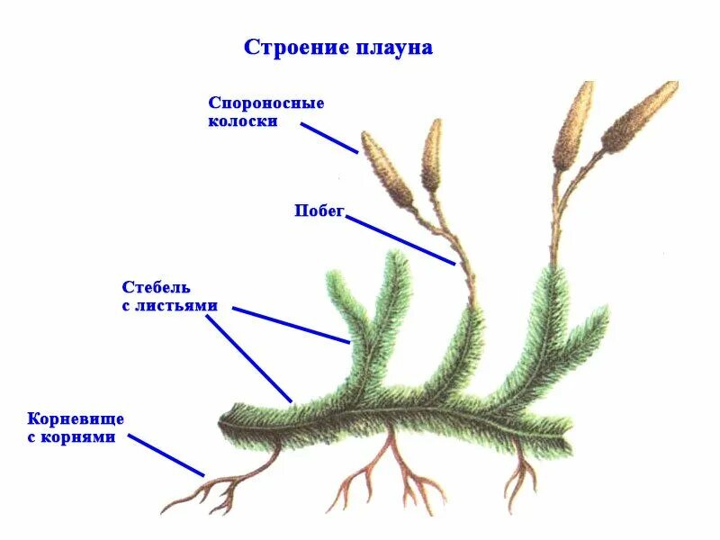 Внешнее строение плауна. Внешнее строение плауна булавовидного. Плаун булавовидный строение. Побег плауна булавовидного. Размножение спорами наличие листьев и стебля