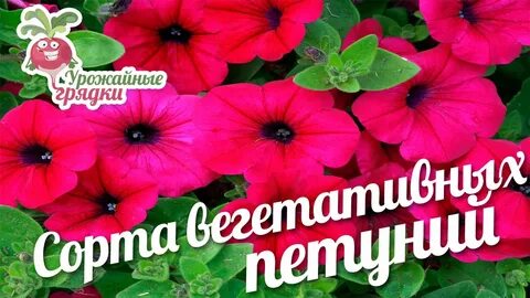 Что значит вегетативная петуния