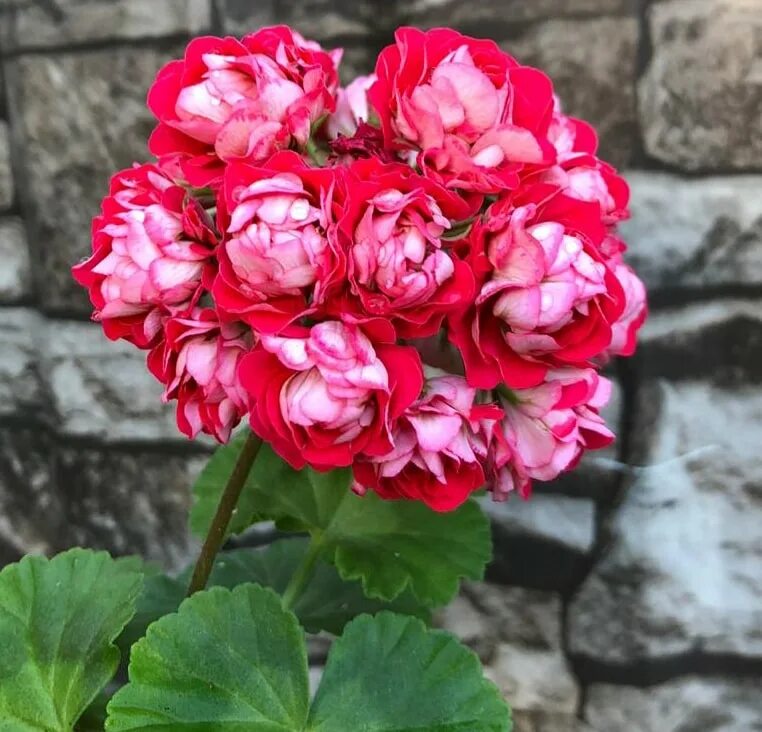 Пеларгония розебудная supreme. Рамблер пеларгония фото и описание. Pink rambler rosebud пеларгония. Пеларгония пинк рамблер. Пеларгония розебудная ред.