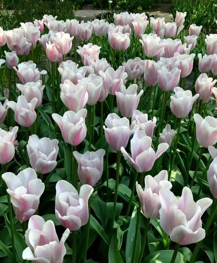 Тюльпан Мистресс (Tulipa Mistress) Тюльпаны Триумф Тюльпаны Луковичные К