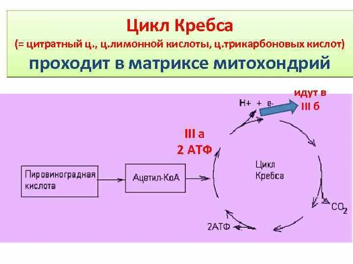 Механизм реакция цикла Кребса. Цикл Кребса ЦТК. Цикл трикарбоновых кислот ЦТК биохимия. Цикл трикарбоновых кислот АТФ. Происходят циклические реакции