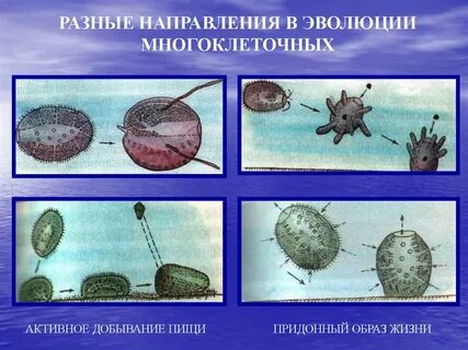 Индивидуальное развитие многоклеточных организмов