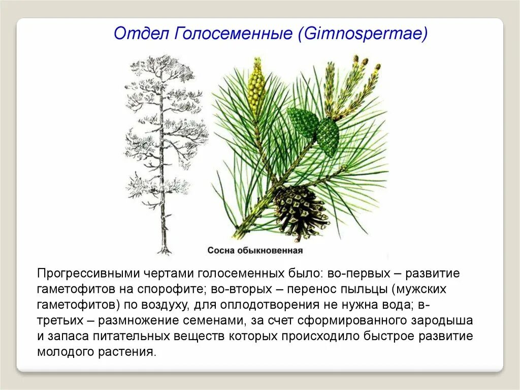 Жизненные формы отдела голосеменных. Голосеменные растения сосна обыкновенная. Спорофит сосны обыкновенной. Строение сосны обыкновенной. Гаметофит сосны.