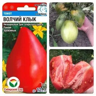 Томат красный волк характеристика и описание
